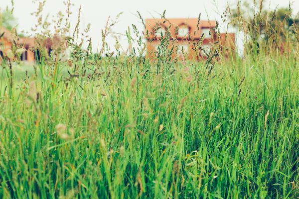 Cost of Tall Grass Cutting in Denver