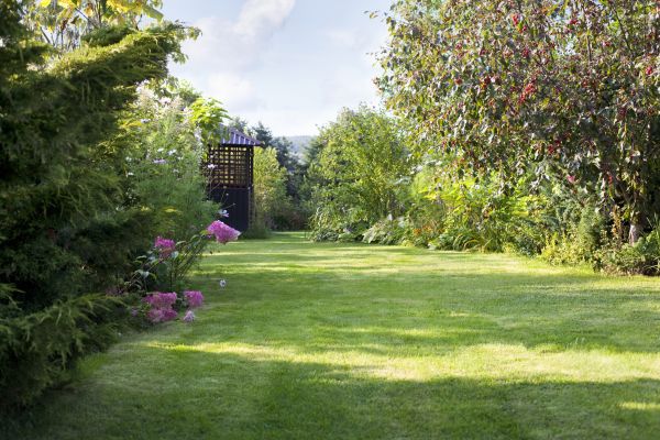 Cost of Yard Upkeep Service in Denver
