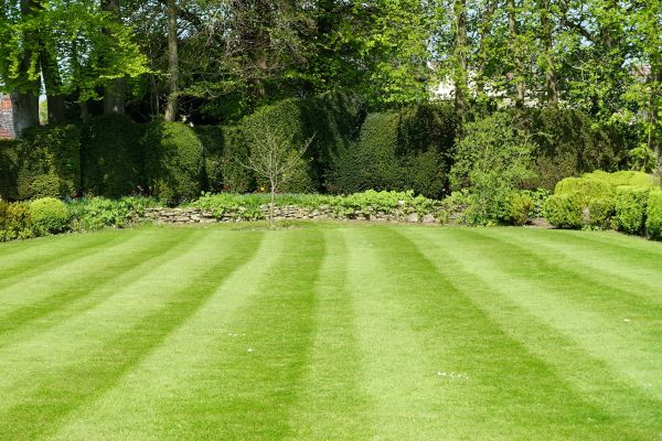 Cost of Grass Care Service in Denver