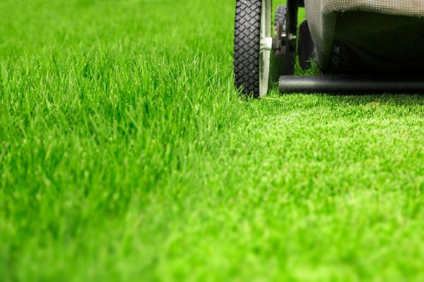 Cost of Weekly Lawn Care in Denver
