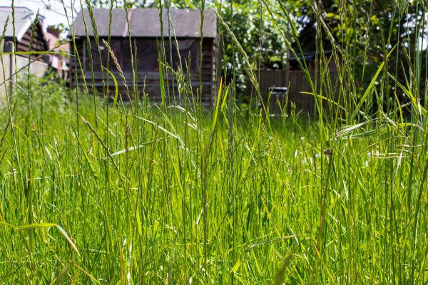 Cost of Overgrown Lawn Trimming in Denver