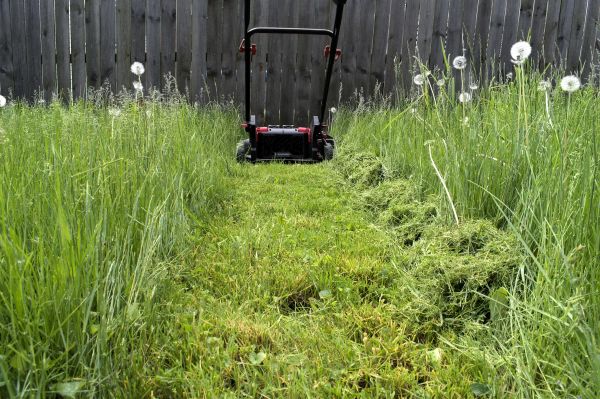 Cost of High Grass Mowing in Denver
