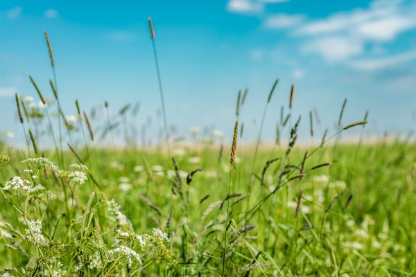 Cost of High Grass Trimming in Denver