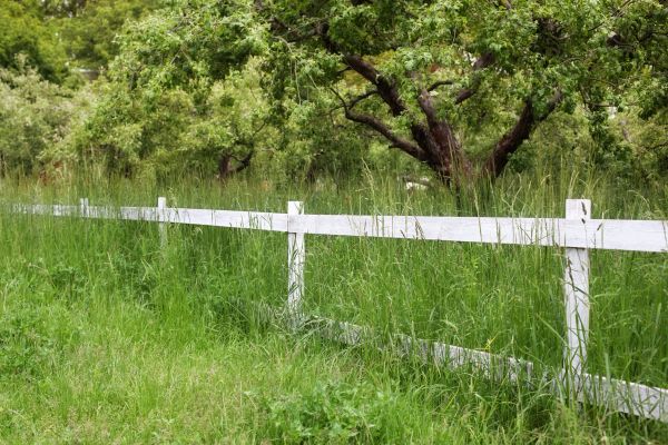 Cost of Fence Line Trimming in Denver