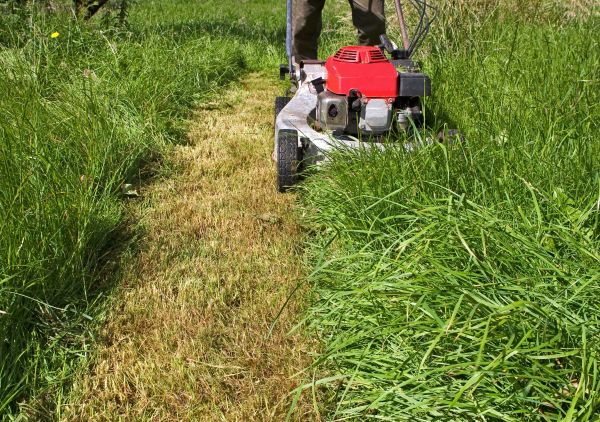 Cost of Leaf Mowing in Denver